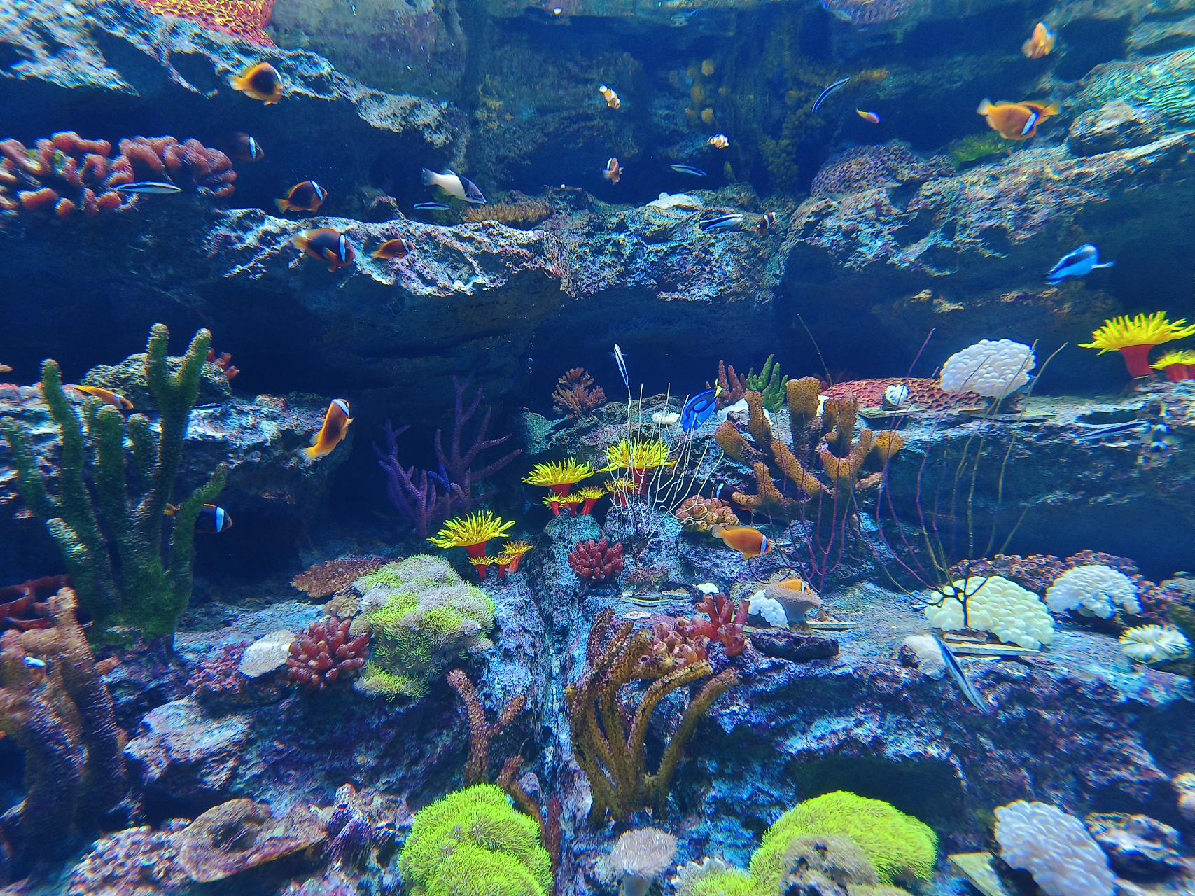 海昌海洋公园🐟